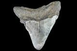 Juvenile Megalodon Tooth - Georgia #111628-1